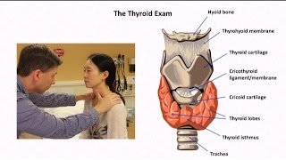 The Thyroid Exam and Physical Diagnosis of Thyroid Disease [upl. by Leroi]