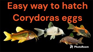 corydoras eggs the easy way to breed and bring up corydoras fry [upl. by Andie28]