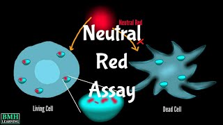 Neutral Red Assay  NRU Assay  Neutral Red Uptake Cytotoxicity Test [upl. by Lleirbag]