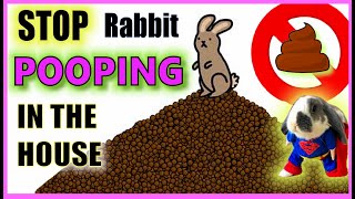 How do I stop my rabbit pooping everywhere  Rabbit Litter Training [upl. by Gluck386]