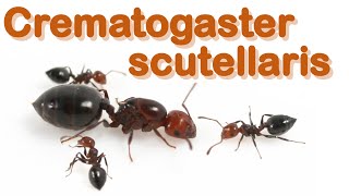 Ant care species guide 7  Crematogaster scutellaris [upl. by Takken926]