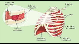 Intercostal Muscle Strain [upl. by Belamy]