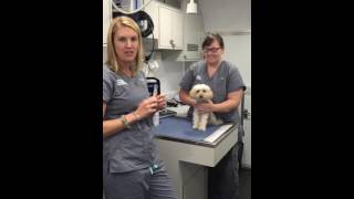 Veterinary Learning Series Jugular Blood Draw in a Dog [upl. by Elimac]