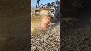 Pumpkin Shredding Mastery Pulverizing with Incredible Precision [upl. by Patience]