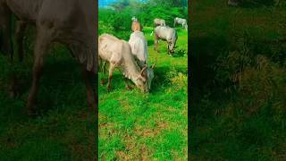 manjuvirattu jallikattu village tamil culture nature love shorts video [upl. by Mariandi]