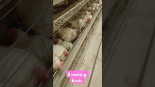 Birds look this breeding breederbirds chiks eggproduction [upl. by Leahci291]