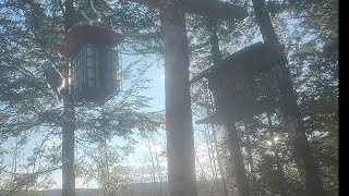 bird feeder  easy DIY method [upl. by Airdnassac201]