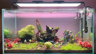 High Tech Planted Aquarium  Week one  904545 Cms  Azur Beam 3 Pro  Azur aquarium light  90P [upl. by Zanlog]