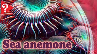 Discover the Amazing Secrets of Sea Anemones [upl. by Anomar]