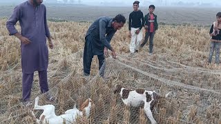 Quail netting with pointer dog 221024 [upl. by Murvyn63]