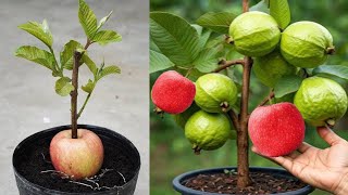 Amazing how to grafting guava tree in apple fruit is to get the fruit quickly in a short time [upl. by Arlo938]