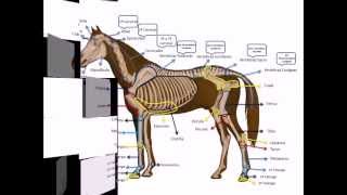 Osteología de un equino con Dheikson Bergmann [upl. by Sidwohl912]