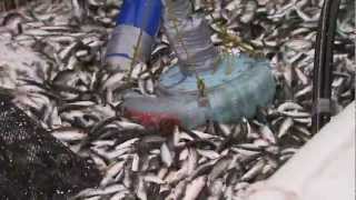 Sitka Herring Fishery [upl. by Crissie]