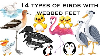 14 types of birds with webbed feet  Webbed feet animals  Webbed feet birds [upl. by Ahsyas]