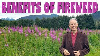 9 Amazing benefits of FIREWEED TEA aka Rosebay willowherb amp Ivan chai [upl. by Hourihan]