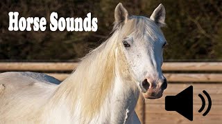 Horse Video Sounds  A Mare Female Horse Sounds Effects [upl. by Michon]