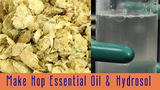 Hop Steam Distillation Make Oil and Hydrosol Benefits and Uses of Hop Hydrosol [upl. by Asenad]