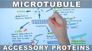 Accessory Proteins of Microtubule Cytoskeleton System [upl. by Haeluj]