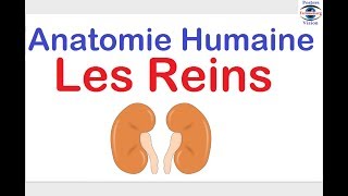 Anatomie des Reins Histologie du glomerule renale des cours sur le corps humain [upl. by Ecinahc]