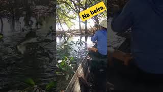 TUCUNARÉ NA BEIRA musicgenre pescaria turismonorio pesca rioamazonas fishing turismonapesc [upl. by Clausen]