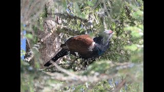 I TETRAONIDI gli uccelli venuti dal freddo [upl. by Brest]