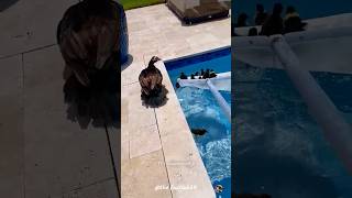 Rescue Baby Ducks🦆odiafact facts animals factshortsentertainment educationtrendingviralvideo [upl. by Olenolin]