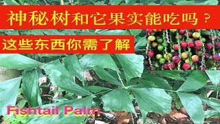 叢立孔雀椰子 鱼尾葵作用。Caryota mitis uses Manfaat Pokok Dudar。 [upl. by Ajam138]