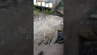 veja a Violência do peixe Candiru do rio madeira [upl. by Eleazar]