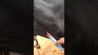 Intravenous injection in Cattle shorts [upl. by Acir207]