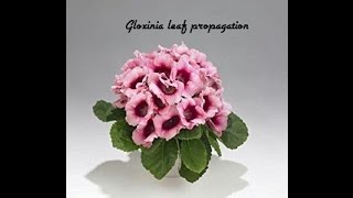 How to propagate gloxinia from leaf cutting Part1 [upl. by Dewar691]