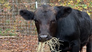 Meet Derby the Steer Live [upl. by Immanuel]