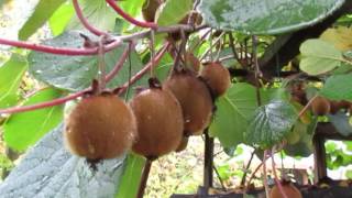 Growing Kiwi Fruit in Canada [upl. by Ylrae]