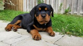 9 Week Rottweiler Puppy [upl. by Loferski]