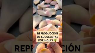 Reproducción de suculentas por hojas shorts Usefult tips for succulents plantas plant succulents [upl. by Ecinuahs944]