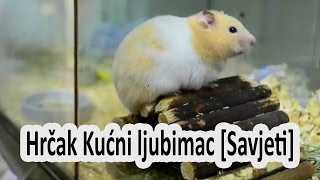 Hrcak Kucni ljubimac Savjeti  Hamster [upl. by Wawro]