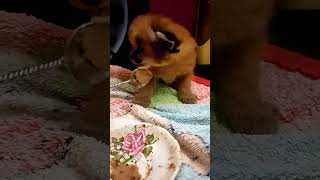 Маленький каракал ест мясо 🐯Newborn caracal loves eat meat [upl. by Enitsirt]