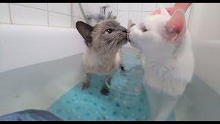 Training Siamese Cats in WaterBathe Together  Siamkatzen im WasserBaden zusammen [upl. by Einafit930]