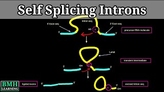 Self Splicing Introns  Group I amp group II introns  RNA Self Splicing  Intron Mediated Splicing [upl. by Aratnahs]