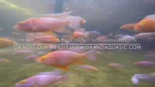 Malawi cichlid farm Thailand breeding and export to worldwide country [upl. by Rieth]