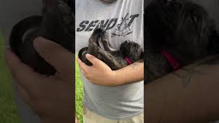 🐶The ULTIMATE English Mastiff Puppy Temperament Test🐶 pt1 dogs dog dogmom d [upl. by Mcmaster]