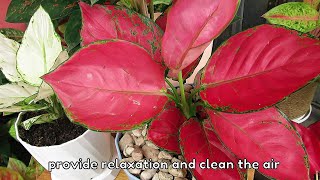 Red Aglaonema  Aglaonema Plant Care [upl. by Alhan912]