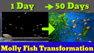 Transformation Of Molly Fish  From Day 1  Day 50 [upl. by Anirtal821]