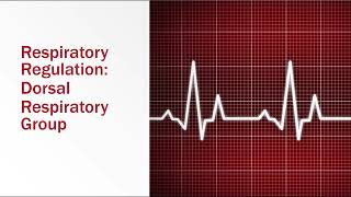 Regulation of Respiration Dorsal Respiratory Group [upl. by Ahsienak]