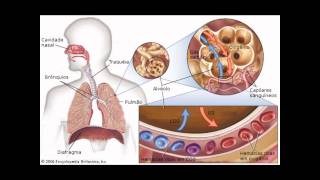 A Respiração ocorre assimwmv [upl. by Zaslow751]
