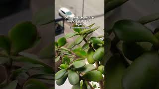 Crassula Ovata Para Ağacı Bitkisi Bakımı‼️ ciceklerindunyasiii1 crassulaovata [upl. by Ylnevaeh]