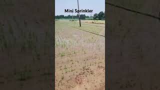 Mini Sprinklers sprinklersystem [upl. by Lydell]