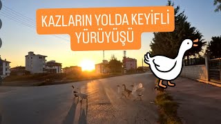 KAZLARIN YOLDA KEYİFLİ YÜRÜYÜŞÜ [upl. by Eenoj214]