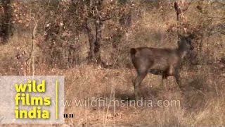 Sambar deer in Kanha National Park [upl. by Lerad298]