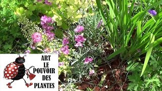 Tuto jardin œillet mignardise Comment faire la Taille et lentretien Plante vivace [upl. by Genesa]