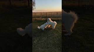 Samoyeds playing from sunrise dogshorts [upl. by Rem]